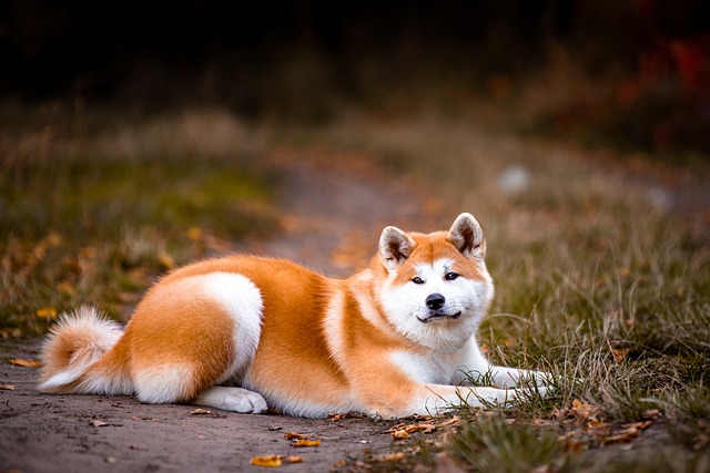 Akita inu