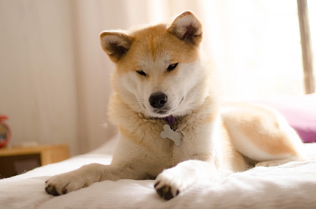 Akita inu