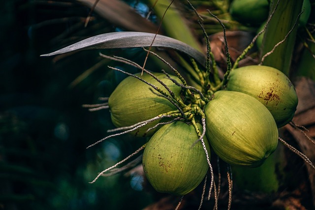 zelené kokosové ořechy