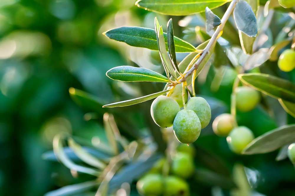 Exotic olives are taste!