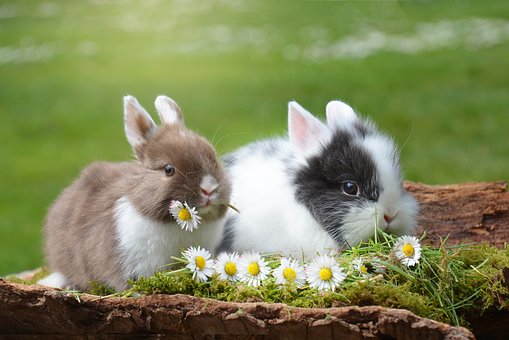roztomilí králíčci 